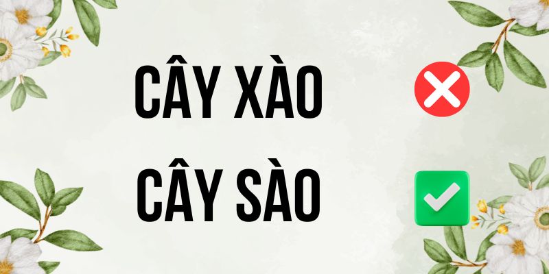 Cây xào hay cây sào: Cách ghi nhớ không bao giờ quên