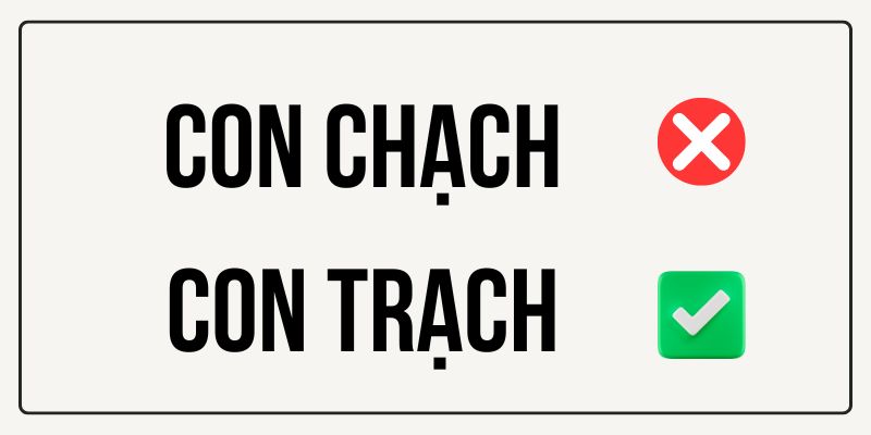 Con chạch hay con trạch? Đâu là tên gọi chính xác của loài vật này?