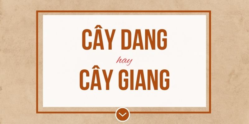 Cây dang hay cây giang đúng chính tả? Ý nghĩa và mẹo ghi nhớ