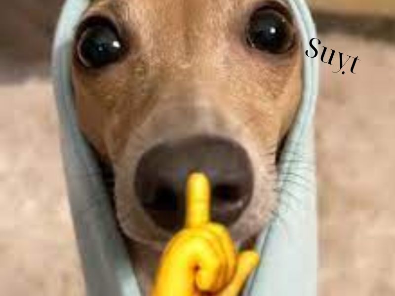 Meme giữ kín bí mật