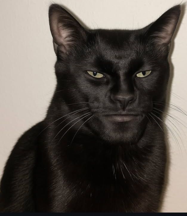 Ai cũng bật cười khi nhìn thấy những biểu cảm hài hước trong Sigma meme