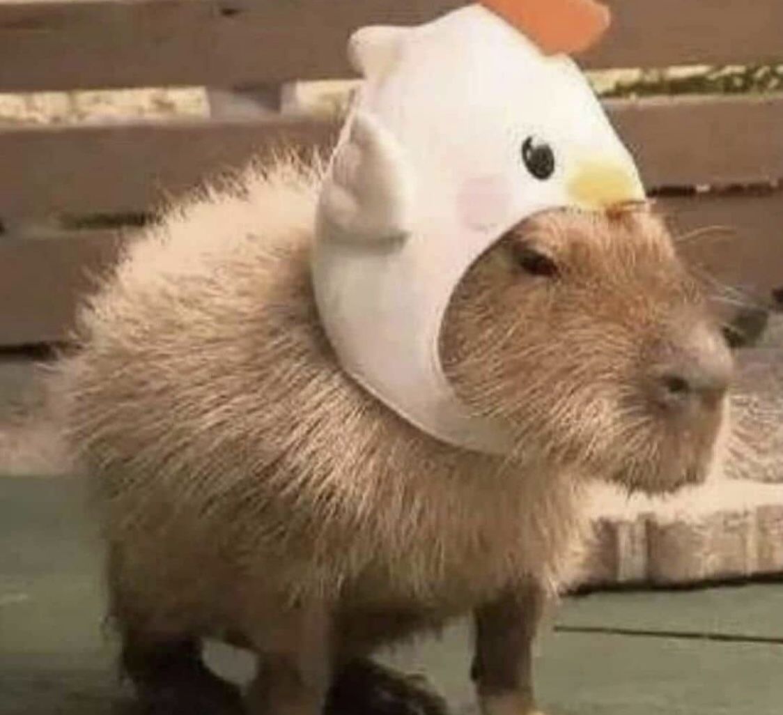 Ăn, ngủ, và nhìn trời: phong cách capybara