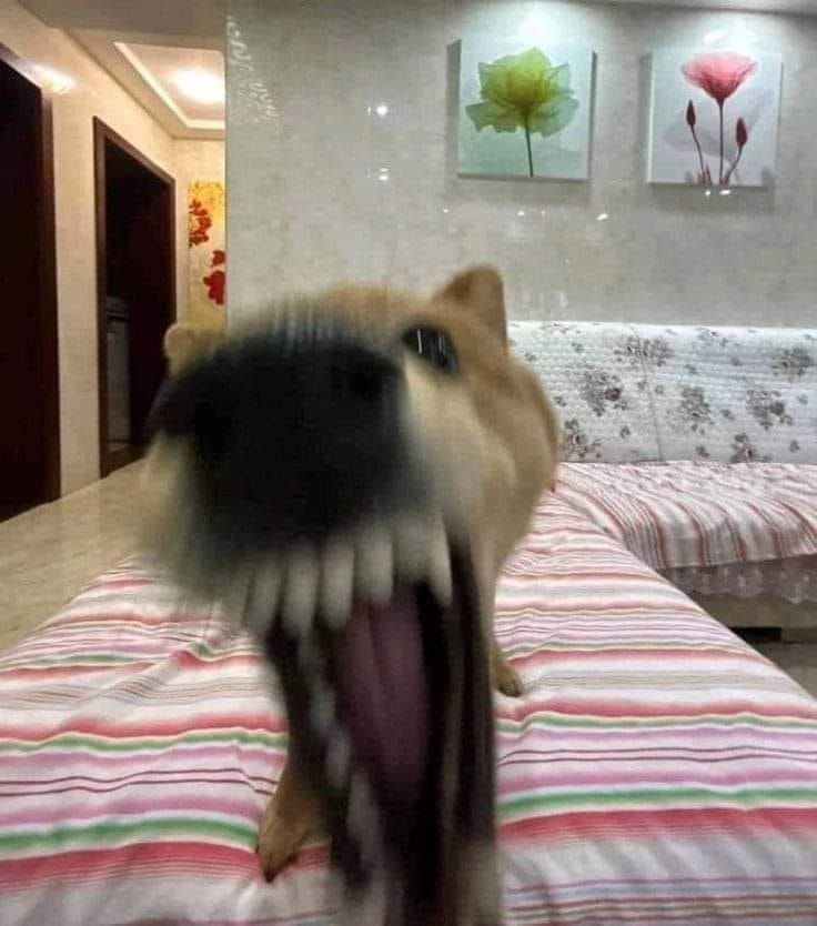 Ăn xong nằm phè, nhìn như chủ tịch hội chó