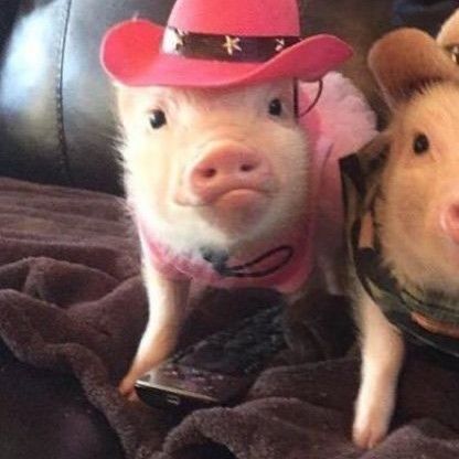 Ảnh avatar vô tri anime cute