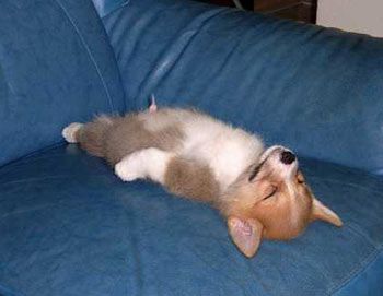 Ảnh chế con vật mệt mỏi