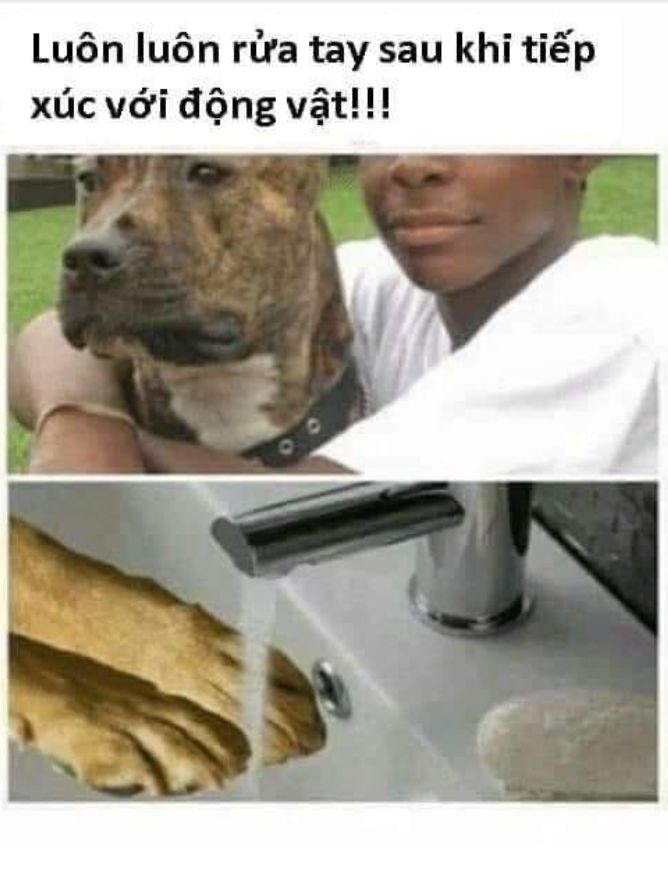 ảnh chế dak meme