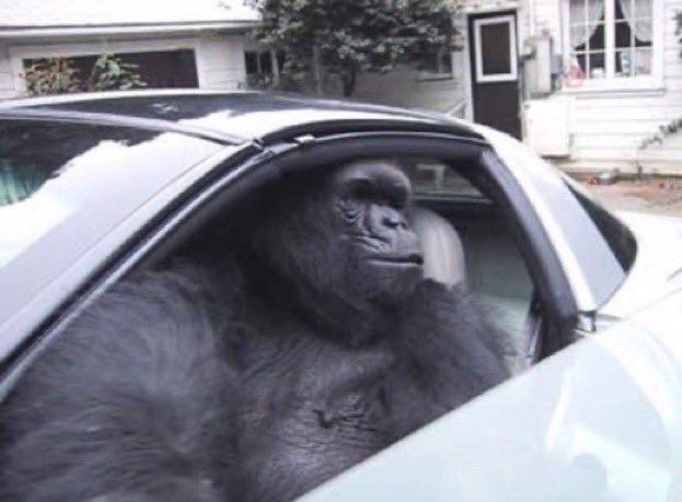 Ảnh chế khỉ đột độc lạ