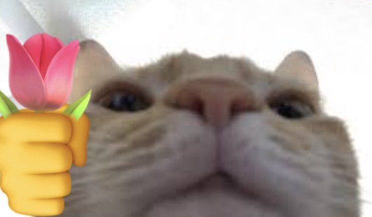 Ảnh chế mèo tặng hoa viral