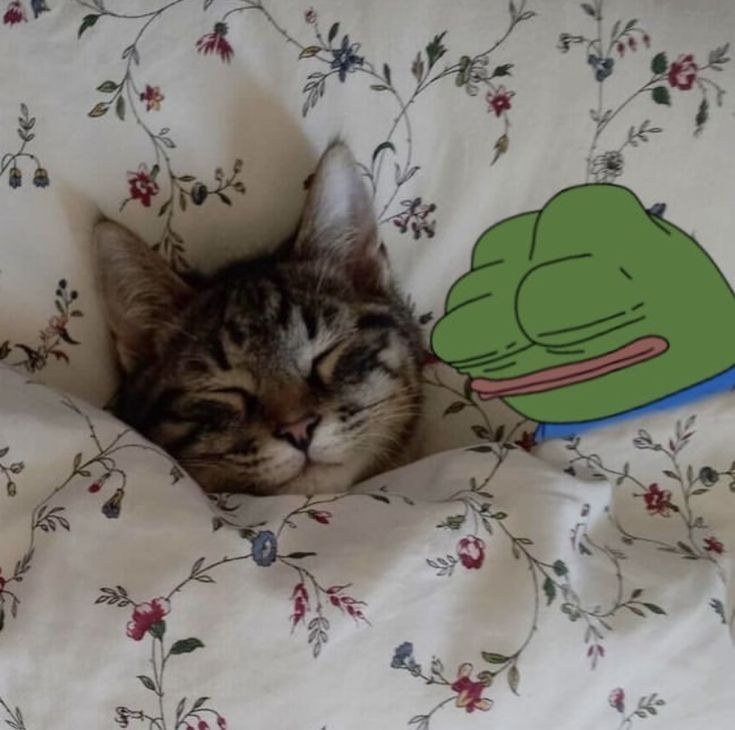 Ảnh chế pepe được lan truyền nhanh chóng nhờ sự hài hước giản dị