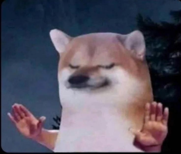 Ảnh chó meme