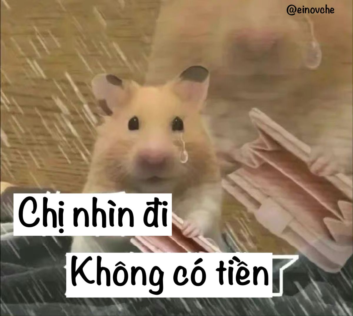 Ảnh chuột hamster meme