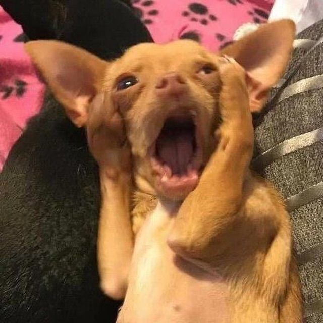 Ảnh con chó meme