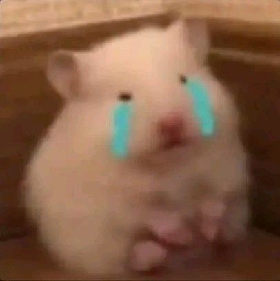 Ảnh hamster meme