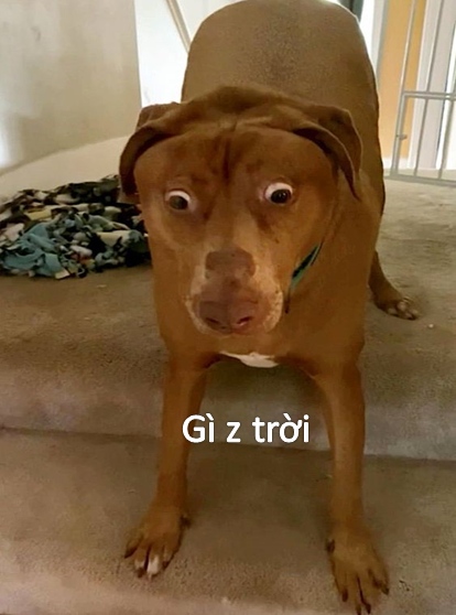 Ảnh meme bất ngờ