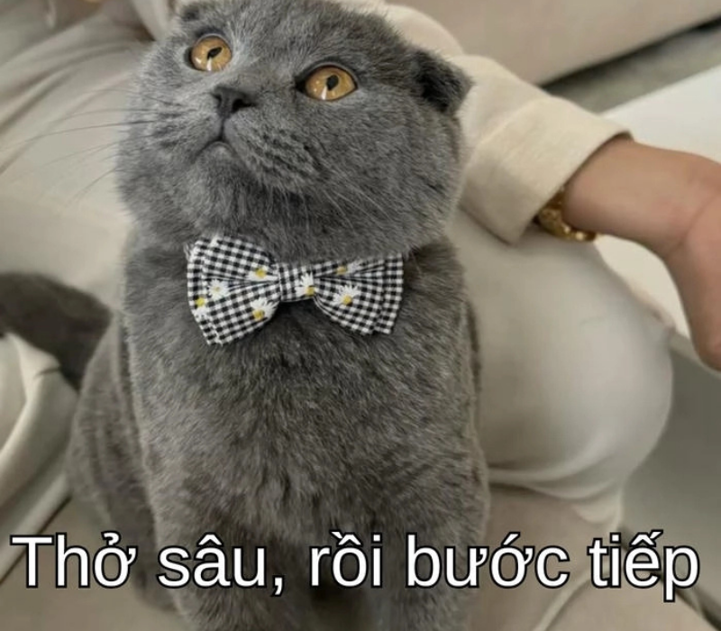 Ảnh meme cố lên