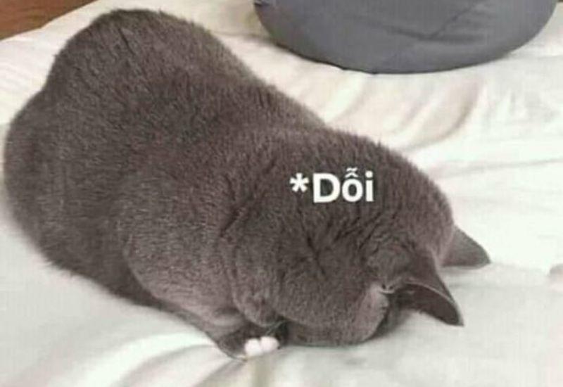 Meme dỗi rồi