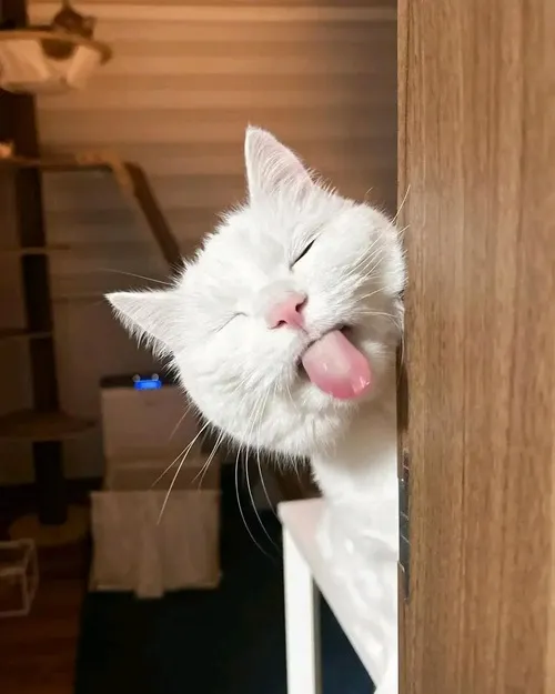 Ảnh Meme Lêu Lêu viral