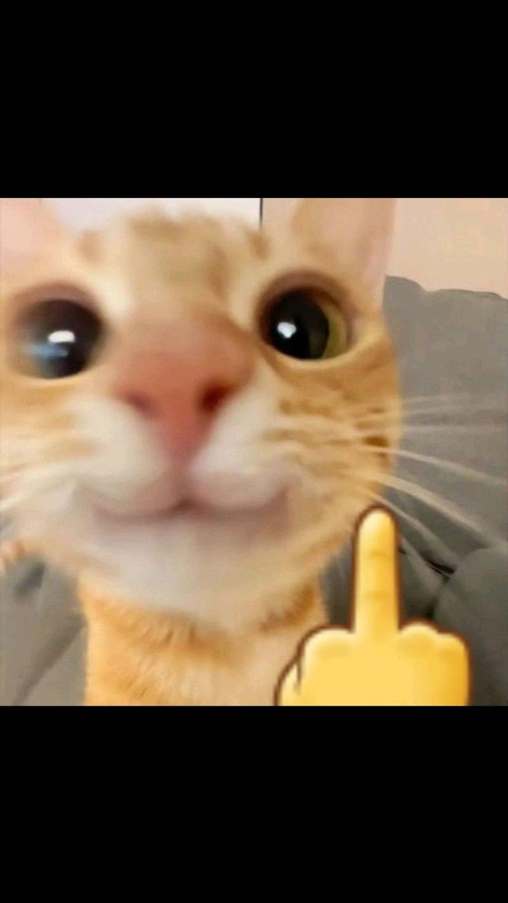 Ảnh meme ngón giữa thẳng thắn