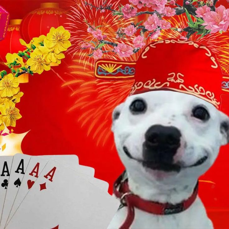 Ảnh meme Tết độc đáo góp phần tạo nên mùa xuân đầy náo nhiệt