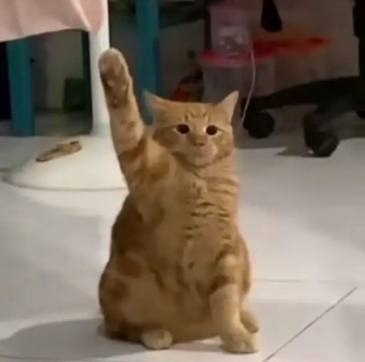 Ảnh tạm biệt meme sáng tạo khiến cuộc hội thoại thêm sinh động hơn