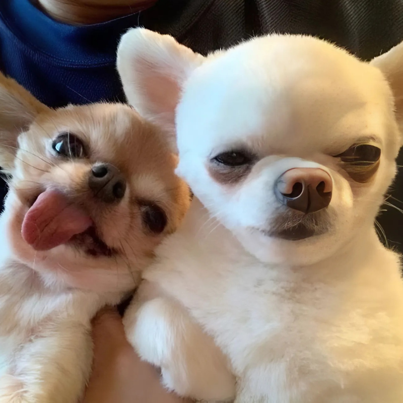 Avatar vô tri đôi bạn thân