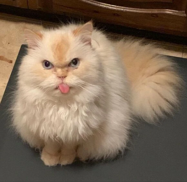 Meme mèo lè lưỡi