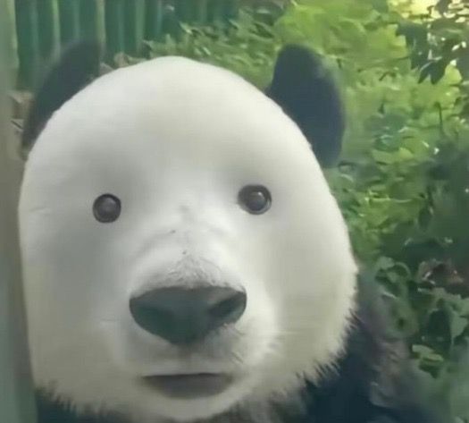 Bất ngờ kiểu: đang ăn ngon thì nghe tin sốc