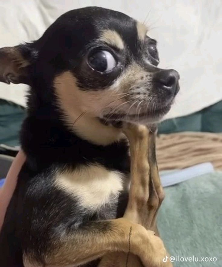 Biểu cảm lườm ngẫu nhiên