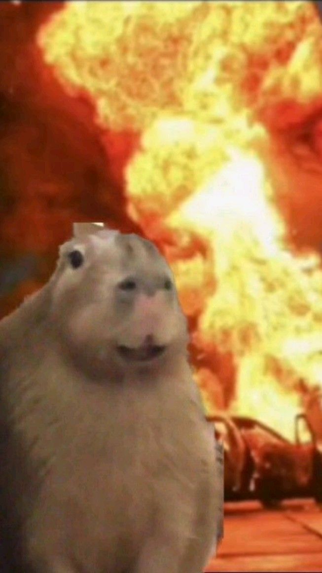 Bình yên là có capybara ngồi kế bên