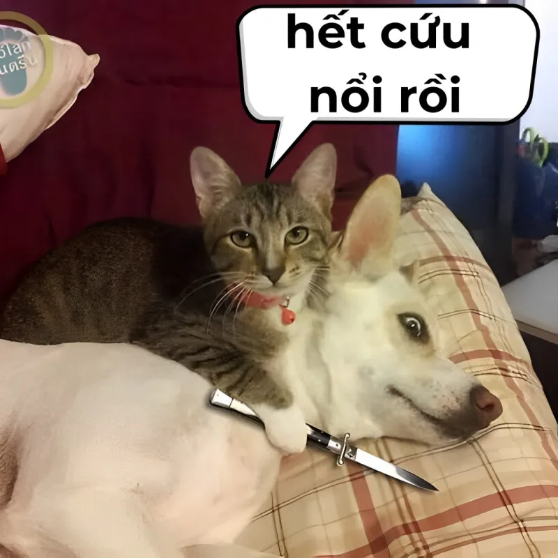 Bó tay chấm nước mắm luôn chứ sao mà cứu nổi nữa
