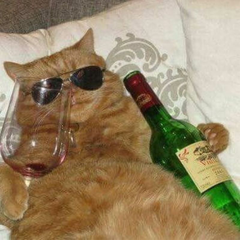 Boss đang drama mà tui không dám chen vào