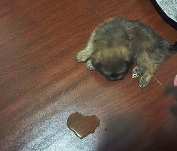 Cái mặt này chắc chắn từng đi học diễn xuất
