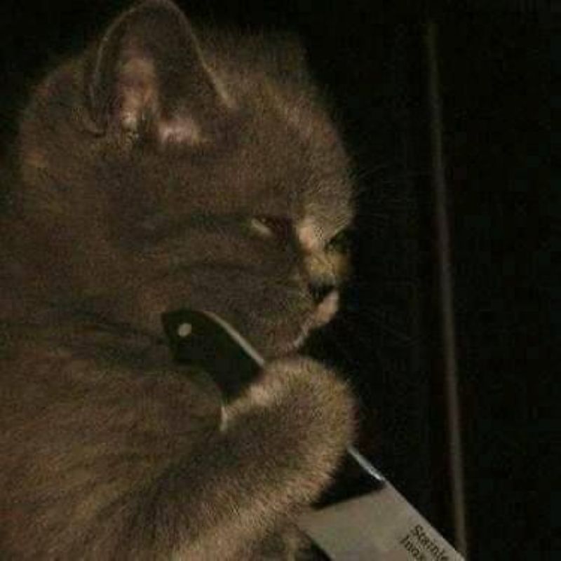 Cái mặt tỉnh như không khi vừa làm bậy