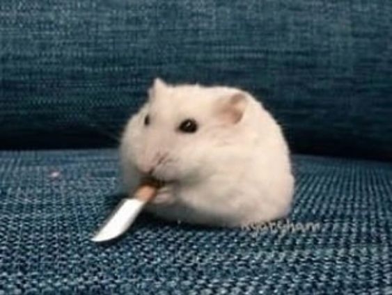 Cầm dao đi khắp thế gian chỉ để hỏi một câu