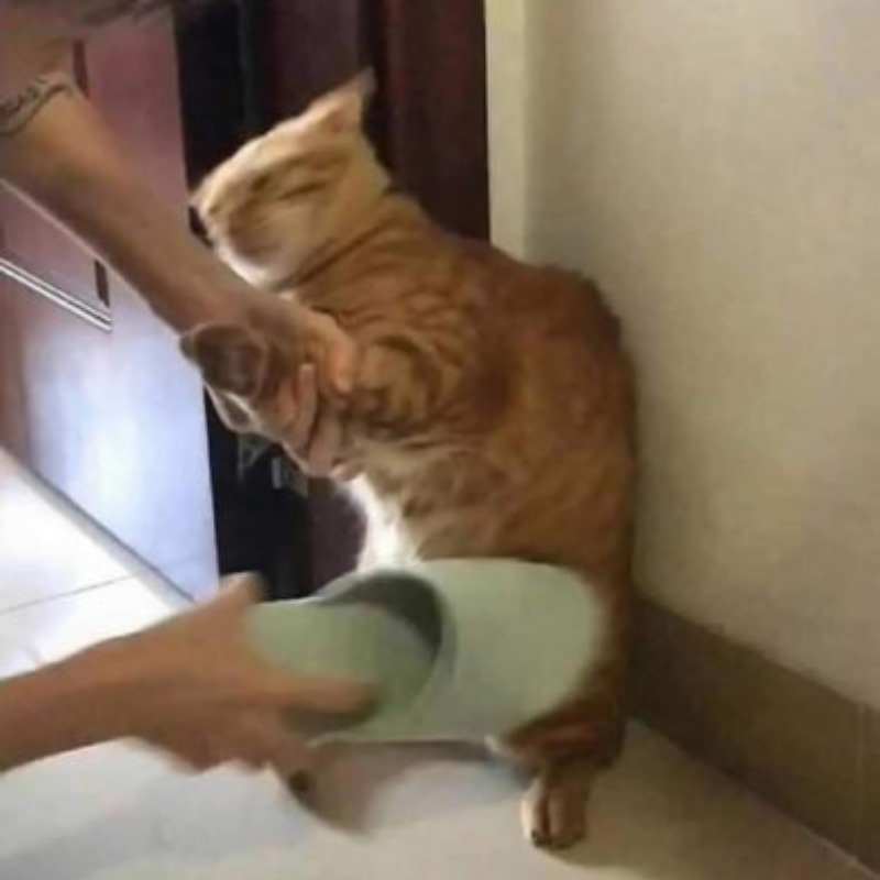 Cầm dép thôi chứ có ai nói đánh đâu