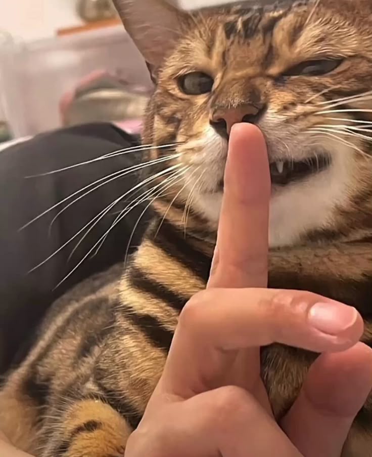 Câm vì không cần