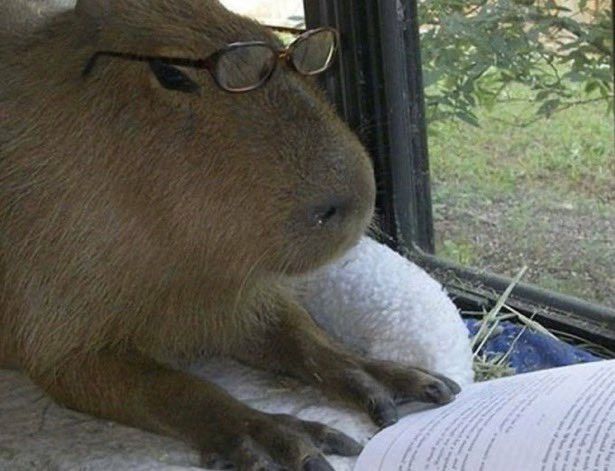 Capybara biết: càng quen tổn thương, càng ít đau