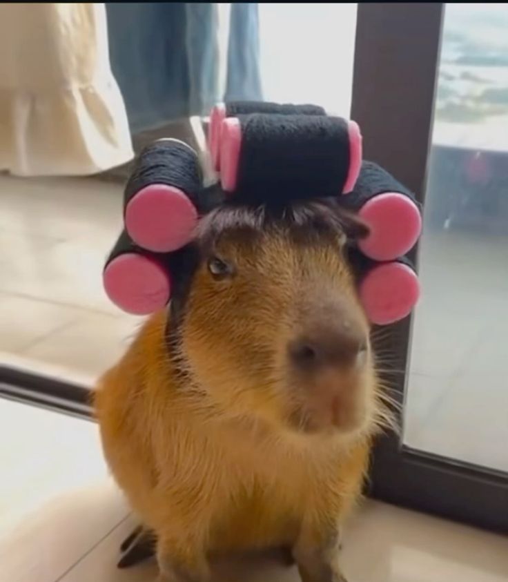 Capybara biết: càng yên lặng càng sống lâu