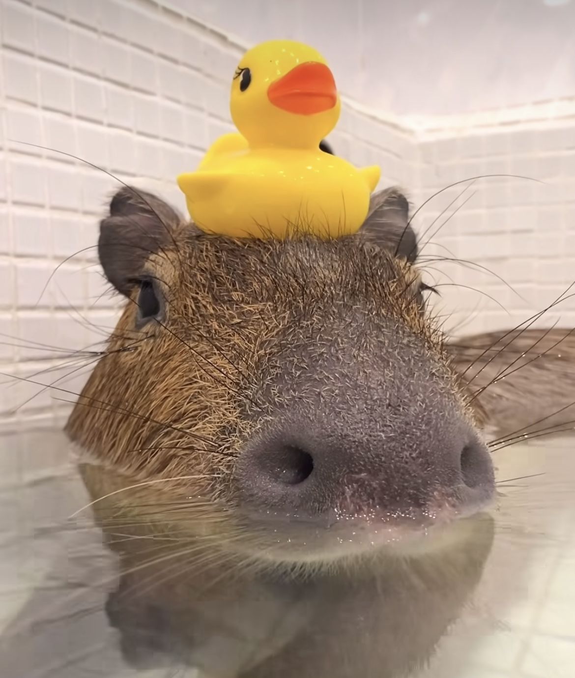Capybara chọn không tha thứ, cũng không trả thù