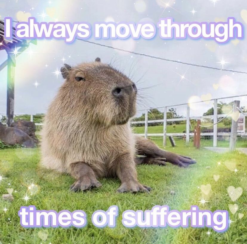 Capybara chọn ở lại vì chẳng còn nơi nào để đi