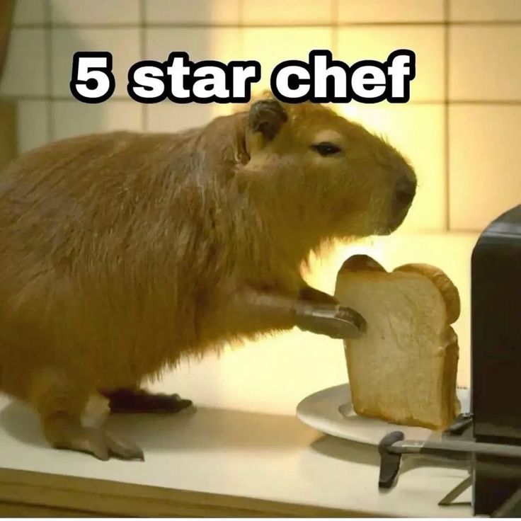 Capybara đã ngừng giải thích, vì chẳng ai muốn hiểu