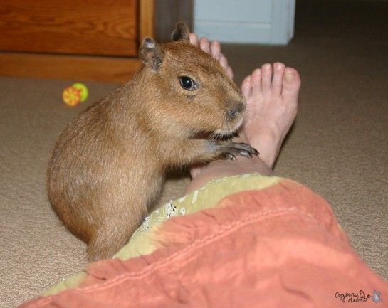 Capybara dạy mình cách sống im lặng