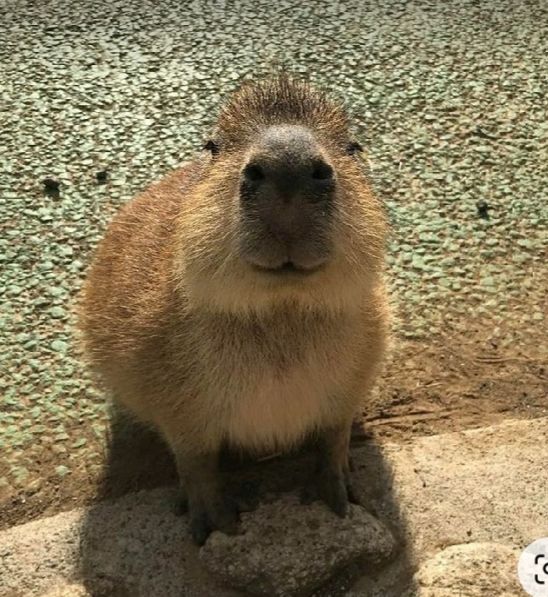 Capybara dạy rằng: chill là chính đạo