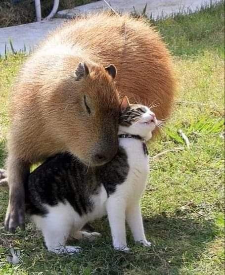 Capybara không cần ai hiểu, chỉ muốn yên