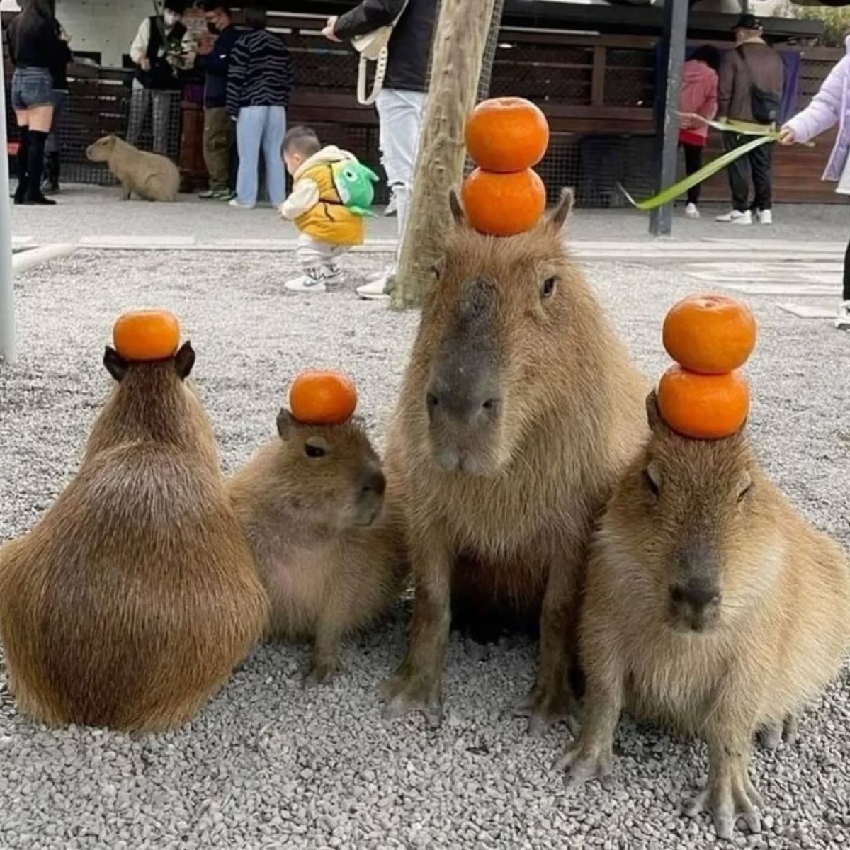 Capybara không gọi ai nữa, vì ai cũng bận