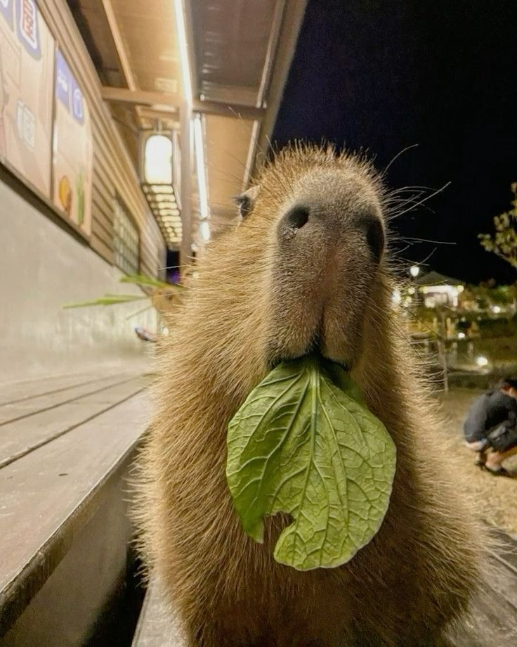 Capybara không nhanh, nhưng chắc chắn