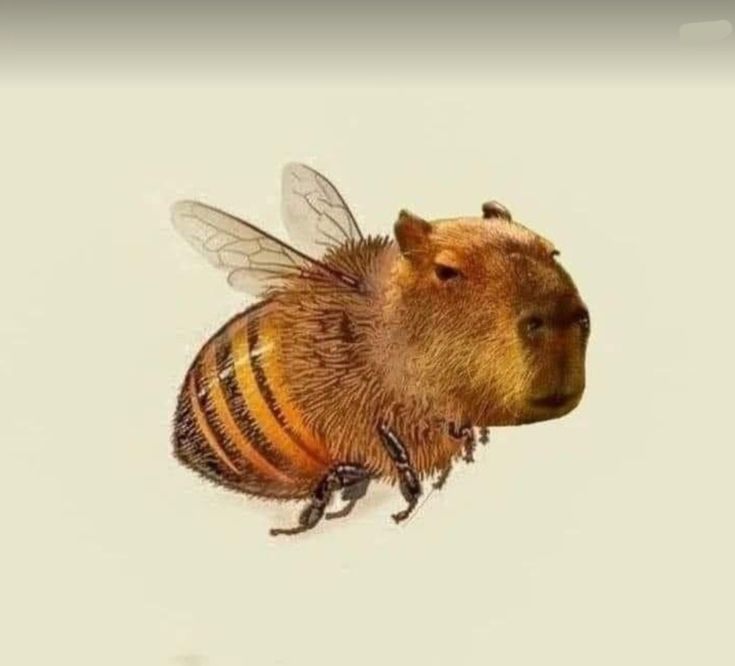 Capybara không nổi giận, chỉ nổi tiếng