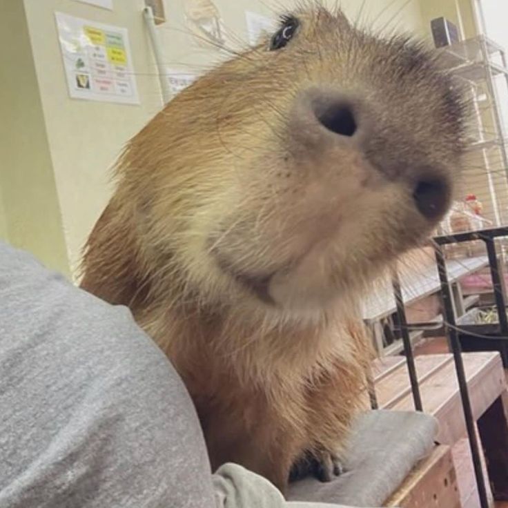 Capybara không quan tâm bạn nghĩ gì đâu