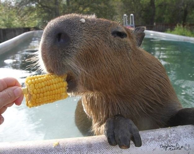 Capybara không thuộc về đâu cả — và chấp nhận điều đó