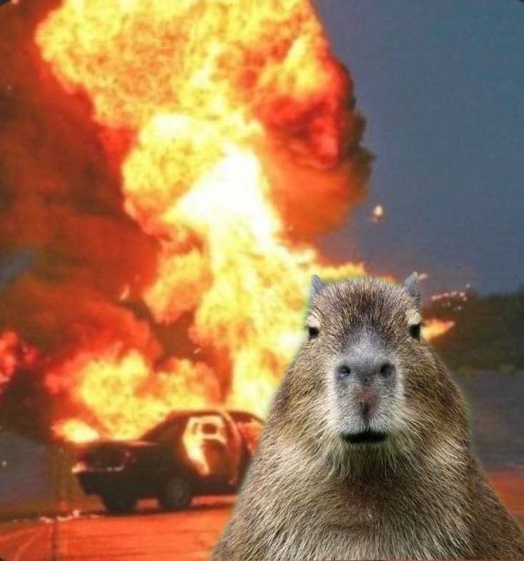 Capybara là định nghĩa sống chậm giữa đời